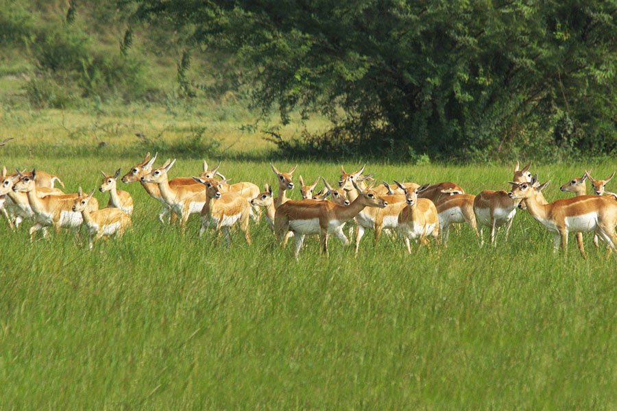 Wildlife Tour Of South India